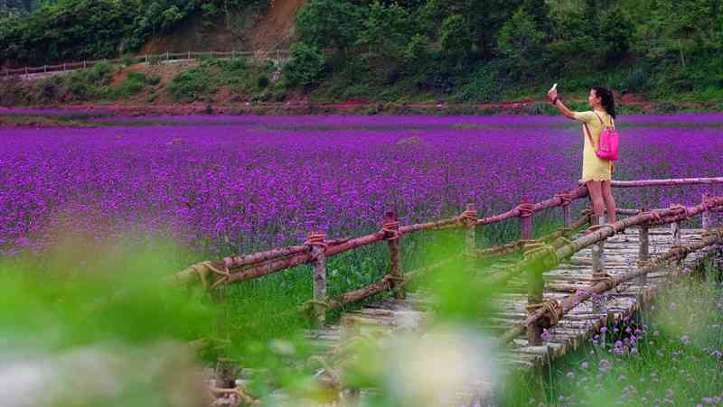 荔波四季花海之赏花攻略