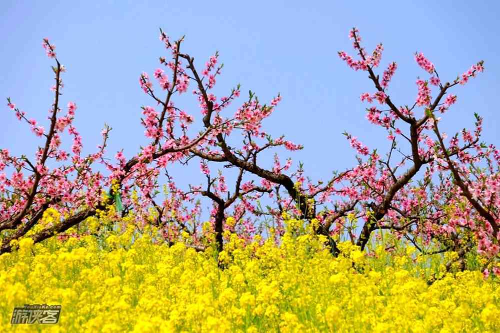 上海周边赏花去哪里