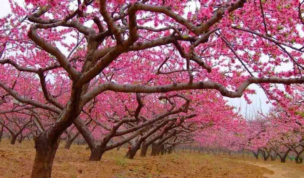 来贵州，不得不去的桃花观赏地