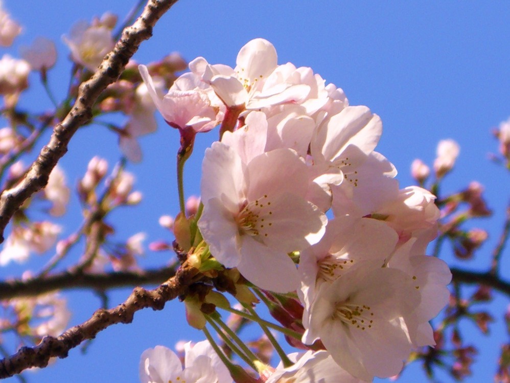 神田川赏樱花