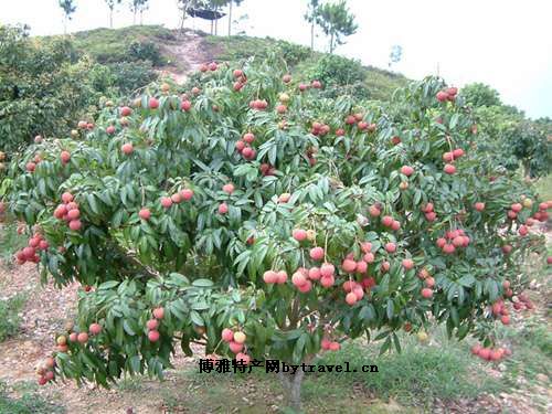 香山鸡嘴荔