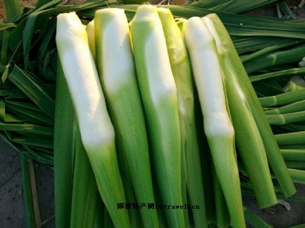 “邵河”茭白