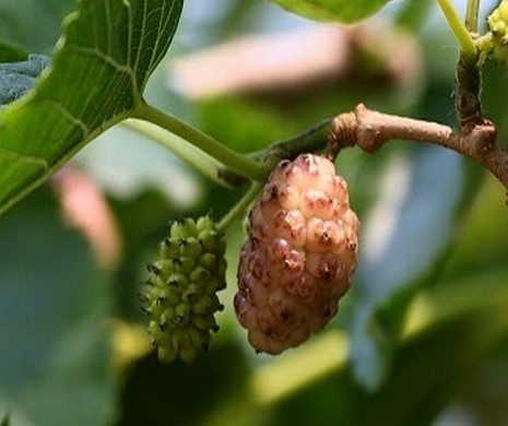 夏津椹果