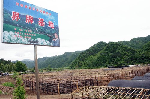 西峡香菇