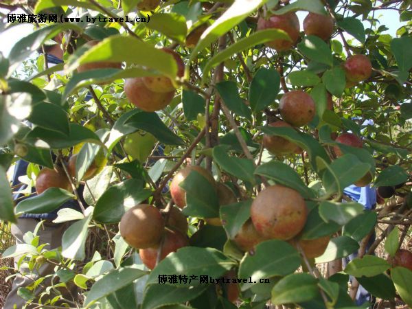 丰城油茶