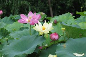 石家庄到保定白洋淀赏荷花旅游 石家庄看荷花一日游