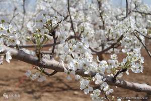 永川黄瓜山赏梨花一日游|重庆周边赏花路线|重庆一日游|三峡游