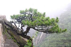 黄山风景区一地双卧四日游_福州到江西黄山旅游攻略_黄山旅游团