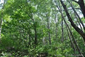 石家庄到驼梁+苍鹭峰二日游 石家庄周边二日游线路