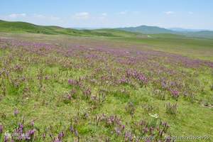 【3天2晚休闲游】花湖、九曲黄河第一湾、日干乔 山巴藏寨 .